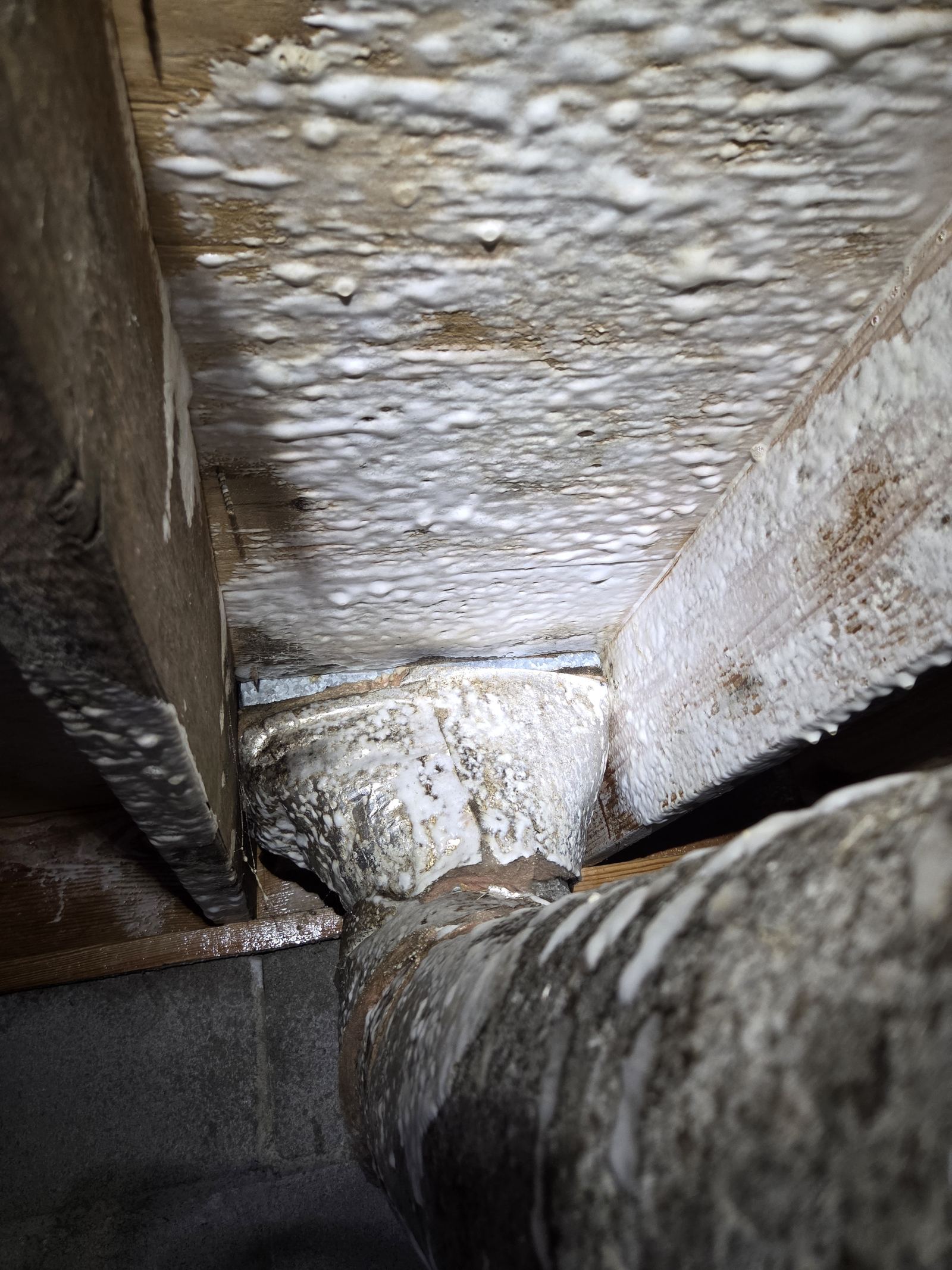 Same floor joists minutes later coated in a white antimicrobial mold treatment during the same visit