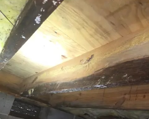 Crawlspace floor joists and subfloor before service with dark mold staining and moisture damage along the wood